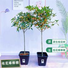 桂花树苗原生桂花棒棒糖八月桂花香地栽高杆金桂丹桂四季桂带花苞