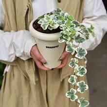 �ձ�ѩ�������ِ����~���\���Wins�L�҃��̨����С���ԾGֲ���B