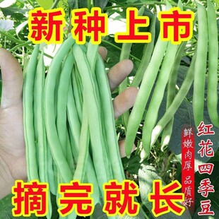 �t���ļ����N�Ӹ߮a�o��ǷN�Ӽܶ�ܿ���N���r���ļ����߲˷N��