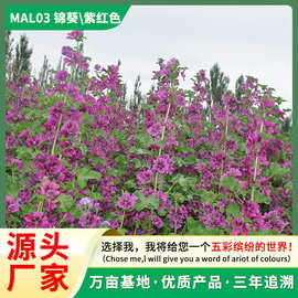 锦葵种子四季春秋播耐寒花卉种孑盆栽南方越冬荆葵金钱紫花葵种籽