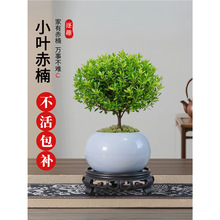 С�~����辰ֲ���Ϙ���z�ľ������ʽ�U���k���҃�����Gֲ����