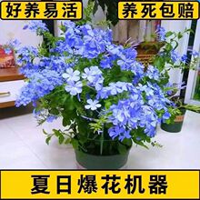 蓝雪花盆栽大苗四季开花爬藤室内外阳台庭院花卉绿植物耐高温大盘