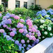 ���������Ի���ֲ���҃Ⱥ��B�ļ��_�������o�M�Ĵ��׳ɻ��