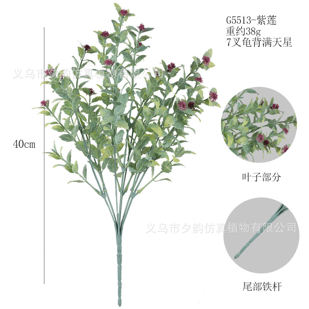 G5513-밀크 로터스 7갈래 거북등 안개꽃