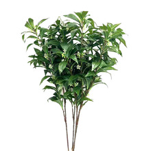 仿真植物豹皮樟绿植樟树叶园林工程装饰造景香樟树厂家批发豹皮樟