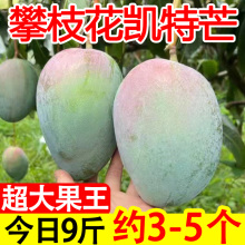 正宗四川攀枝花凯特芒果大芒果孕妇水果新鲜整箱当季超大应季摘