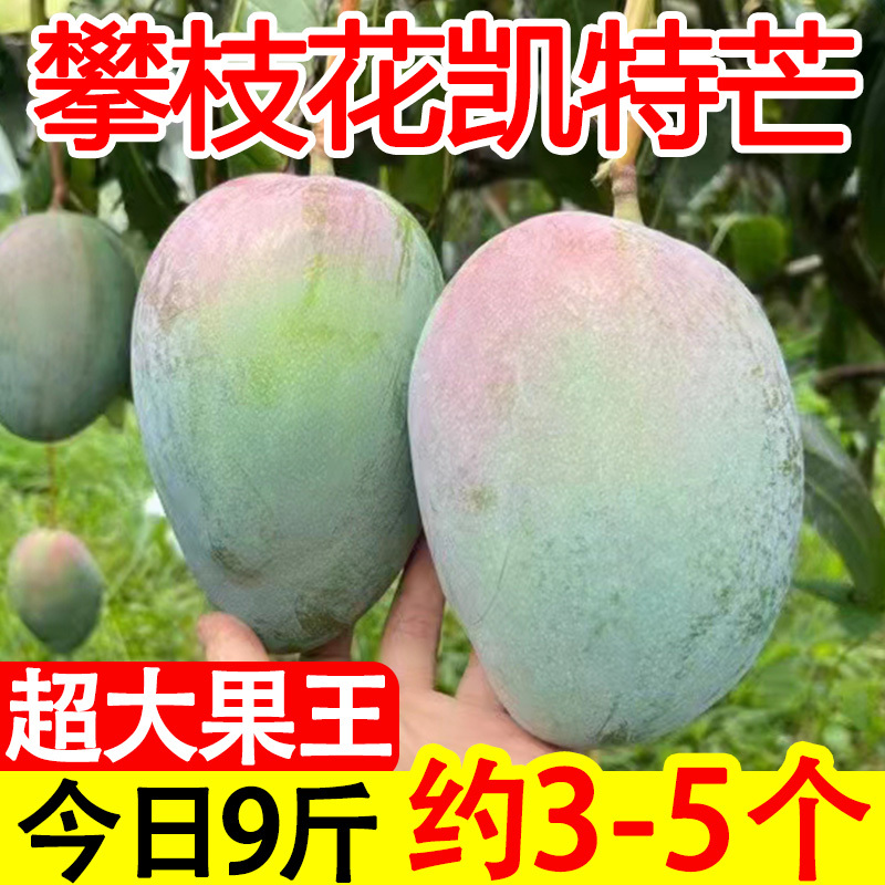 Authentic Sichuan Panzhihua Kate Mango Large Mango Pregnant Women Fruit Fresh Whole Box Seasonal Extra Large Seasonal Picking