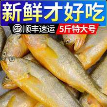 整箱东海大黄花鱼新鲜大黄鱼鲜活冷冻黄生鲜海鲜类批发水产大海鱼