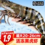冷冻特大超大速冻老虎虾