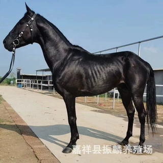 4岁左右的伊犁马-山丹马-半血马 大家喜爱的骑乘马品种