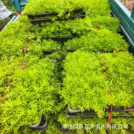 宿根花卉;一二年生花卉;灌木