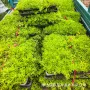 青州宿根黄金条佛甲草