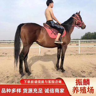 ���a������Ѫ�R�r���Rƥ�����T���R���Ճr�������u�������R��