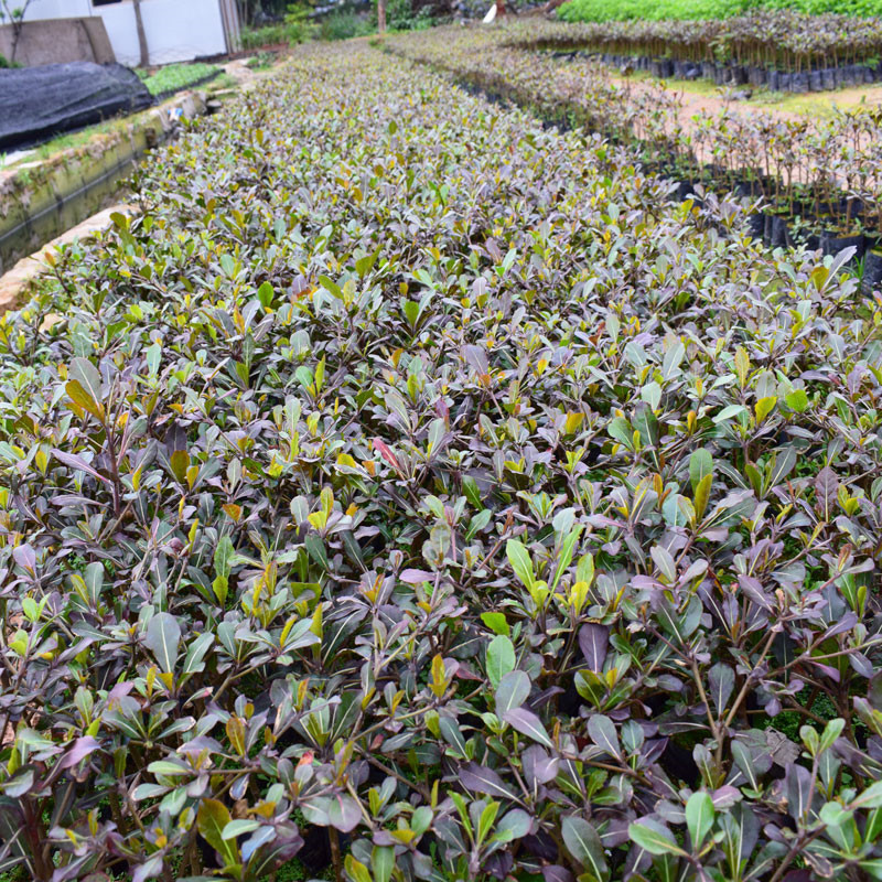 Base Sells Small-Leaf Terminalia Saplings, Umbrella Trees, Courtyard Landscaping Seedlings, Fine-Leaf Terminalia Saplings for Outdoor Planting