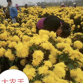 其他农业;库存农产品;其他药食同源