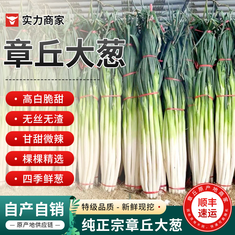 Shandong Zhangqiu authentic scallion free shipping high white crispy sweet factory four-season fresh scallion freshly dug long white strip Zhangqiu scallion