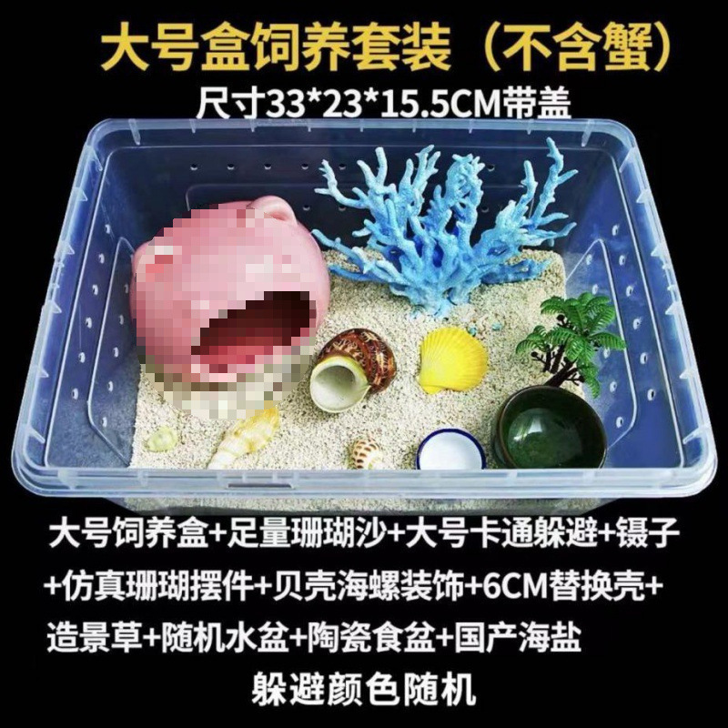 寄居蟹专用饲养爬宠饲养盒昆虫观察盒新手套装饲养缸寄居蟹套餐|undefined