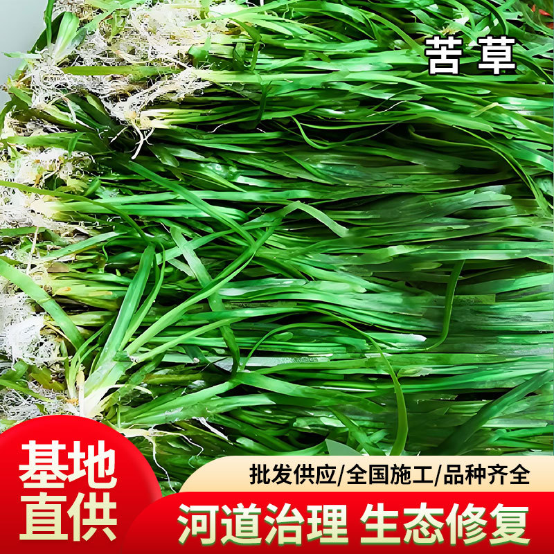 四季青矮生苦草长叶苦草水草鱼虾蟹养殖水草河道净化水质水草批发
