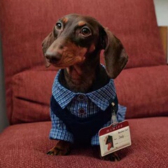 小狗狗防掉毛衣服夏季宠物衬衫格子款约克夏柴犬狗狗衬衣马甲套装