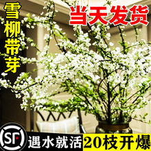 水培雪柳鲜枝干枝懒人室内鲜花遇水开花绿植花卉重瓣盆栽插花植物