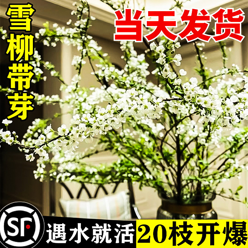 水培雪柳鲜枝干枝懒人室内鲜花遇水开花绿植花卉重瓣盆栽插花植物