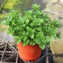 �����������r�����~��ò�ֲ���҃��̨�k�������B�Gֲ�����辰