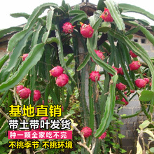 火龙果树果苗盆栽阳台水果室内四季南北方种植红白黄心火龙果苗树