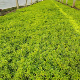 Green-Leaf Buddha's Grass Hole Pot Seedlings Cup Seedlings Potted Cold-Resistant Dryland Cover Plant Greening Seedlings Green-Leaf Buddha's Grass Golden Seedlings