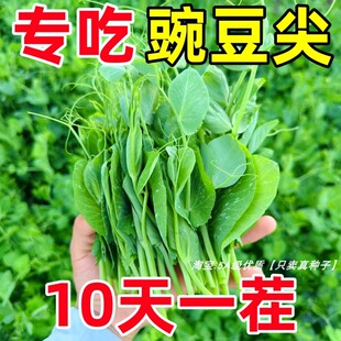 �㶹��N���㶹��N���ļ��Nֲѿ�������㶹�N���̨�����߲˷N