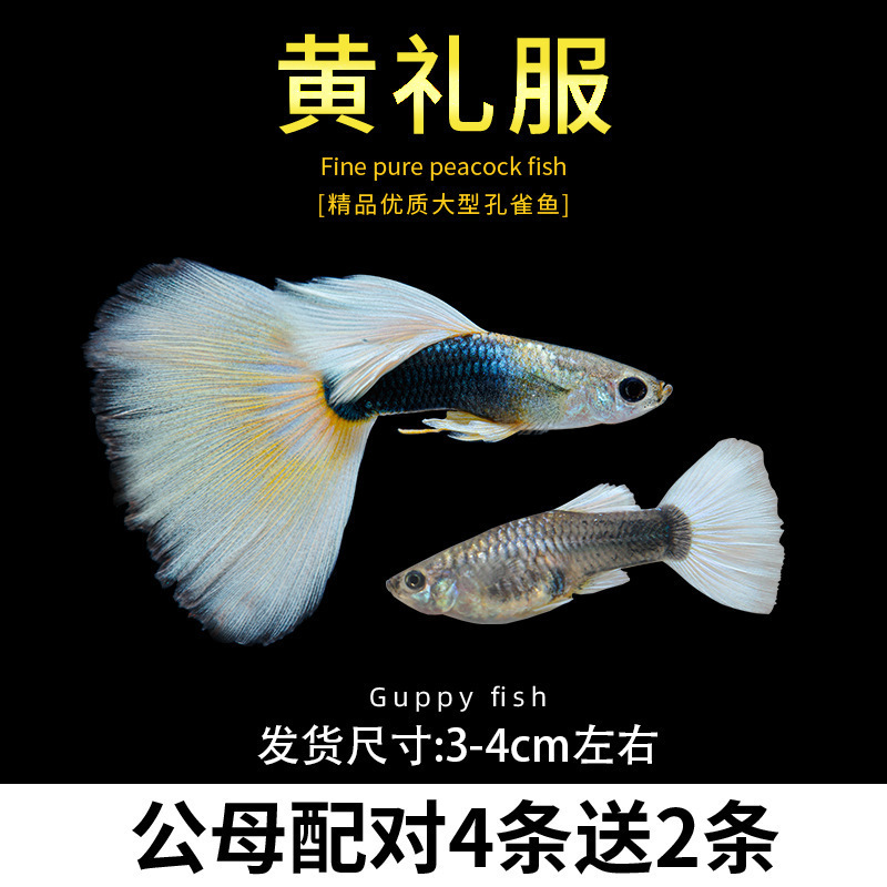 孔雀鱼精品小鱼缸观赏鱼好养耐活热带鱼活鱼天空蓝小型小鱼苗|undefined