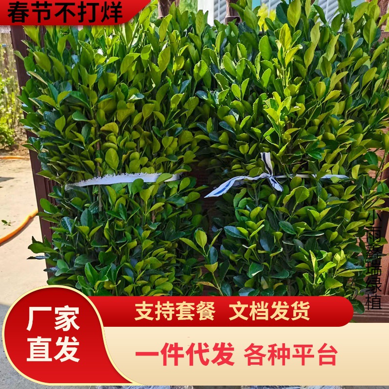 大叶冬青黄杨树苗庭院篱笆绿化植物北海道黄杨苗卫矛绿篱四季长青