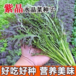 �Ͼ�ˮ�˷N�����G���ۿڸ���ˬ�ͺ������̨�ļ����N��ɫ�߲˷N��