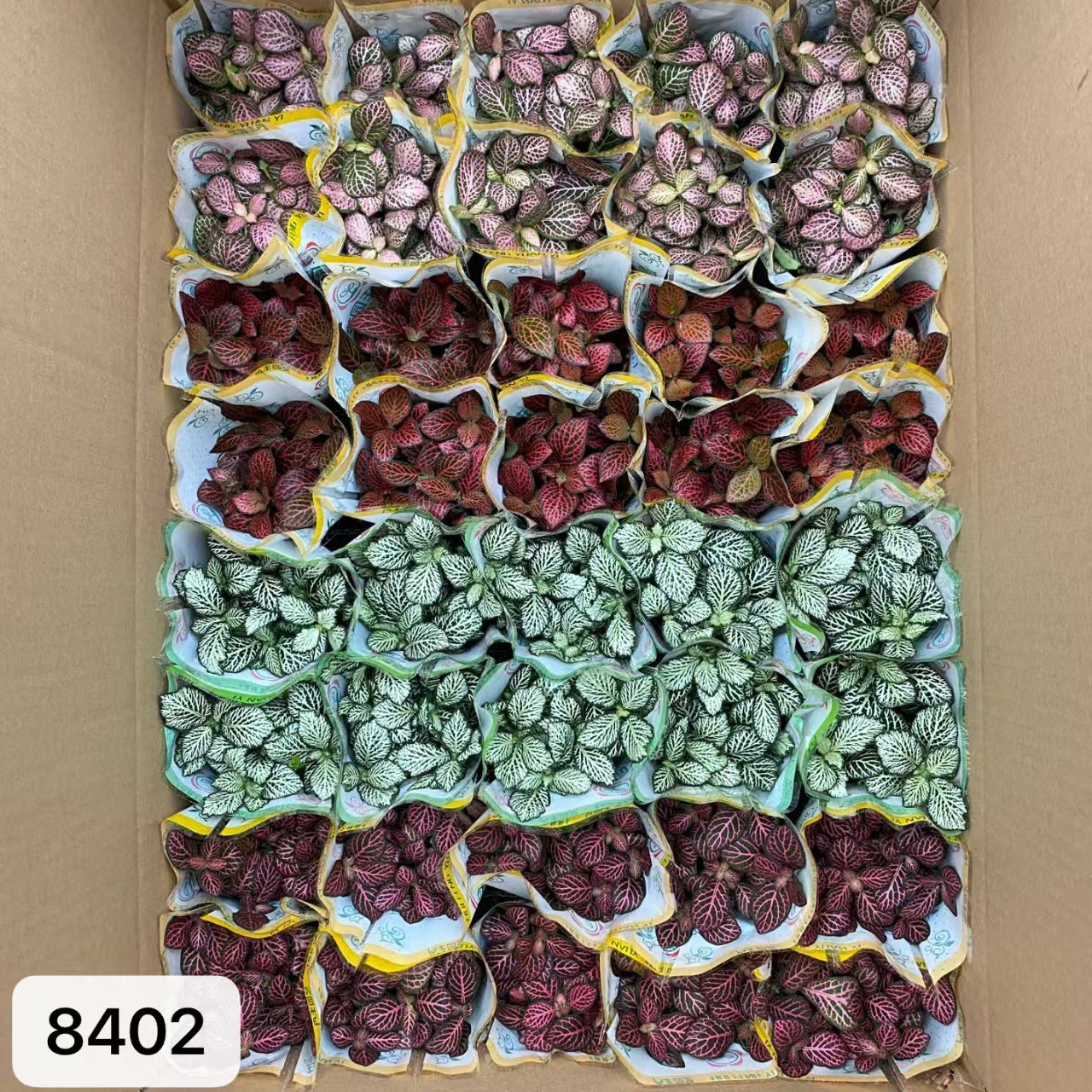 8402 小箱網紋草混裝40盆
