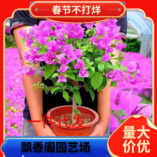 һ�����l����÷�����l؛����÷�ļ��_������÷������������÷����