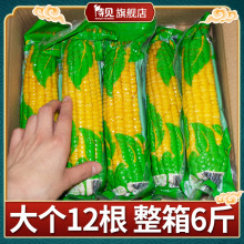 【12根】富硒黄玉米糯米新鲜真空装260g/根山西粘玉米代餐非东北