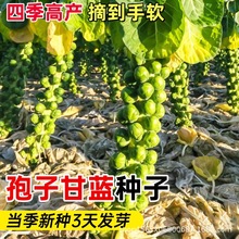 ���Ӹ��{�N��һ���ļ��߲˷N�ӷN���Ӹ��{�N��С���˾��Ĳ˰��Ĳ�