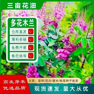 �o�¹�ľ���뻱�̻��iʺ���໨ľ�m�y�Ϛg��·�G���o�¹����ݷN��