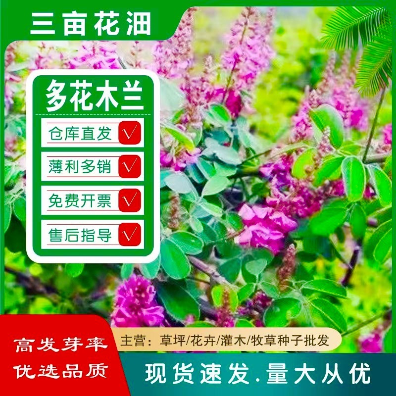 护坡灌木紫穗槐刺槐猪屎豆多花木兰银合欢公路绿化护坡固土草种籽