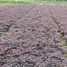 红继木苗绿化景观红花继木杯苗毛球批发基地直发