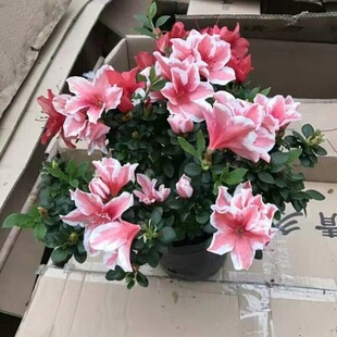 ���N�������^��ֲ����҃Ȼ��̨���B�͏d�ļ��_�����ඬ������