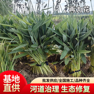 ��������������lˮ��ͦˮֲ��ӵ���ؾG�������쾰�����ͺ�����