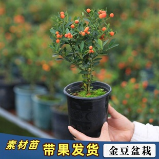 ���辰С��������k�������Gֲ�҃��^����ֲ����B�̨�͏d����