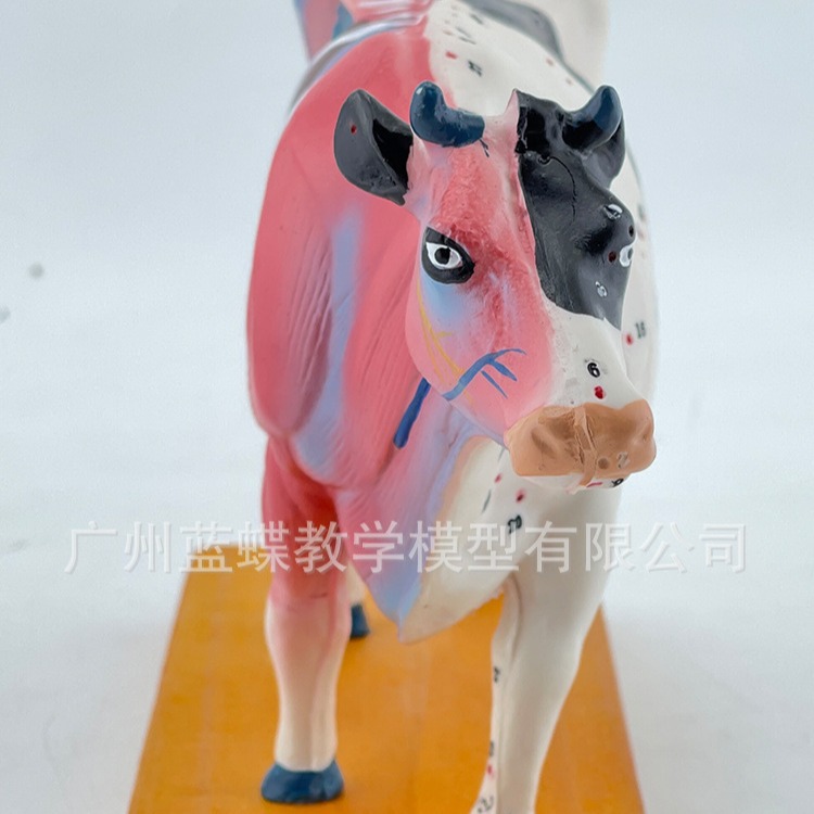 ţ�����ģ�ͼ�ţ����ģ�� �������ģ��ţ����ģ�� ��ҽ��ѧģ��