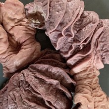 ţ�cţɢ������ȫ��ţ���ţ���c���r���aţ�ǻ�偟���ţ�sʳ����