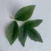 批发丝网花仿真植物布叶子 仿真牡丹花叶 大三片丝印牡丹叶16厘米