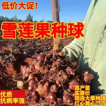 云南天山雪莲果种子新鲜大果种苗现挖红心种球黄心批发基地种籽