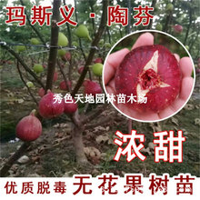 玛斯义陶芬无花果树果苗抗寒浓甜无花果树苗盆栽地栽种植当年结果
