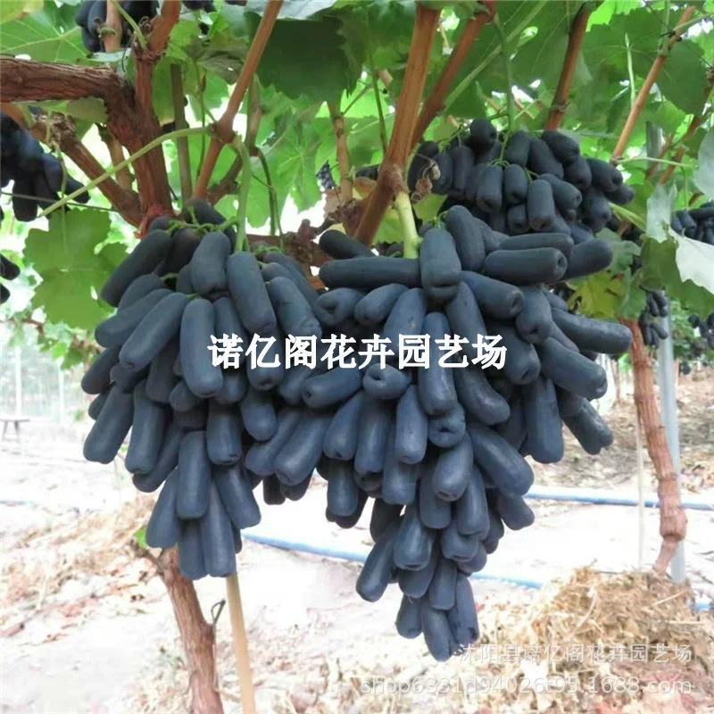 Сладкий сапфир Виноград без косточек Черный виноград Итоги года Посадка в саду в горшках на юге и севере