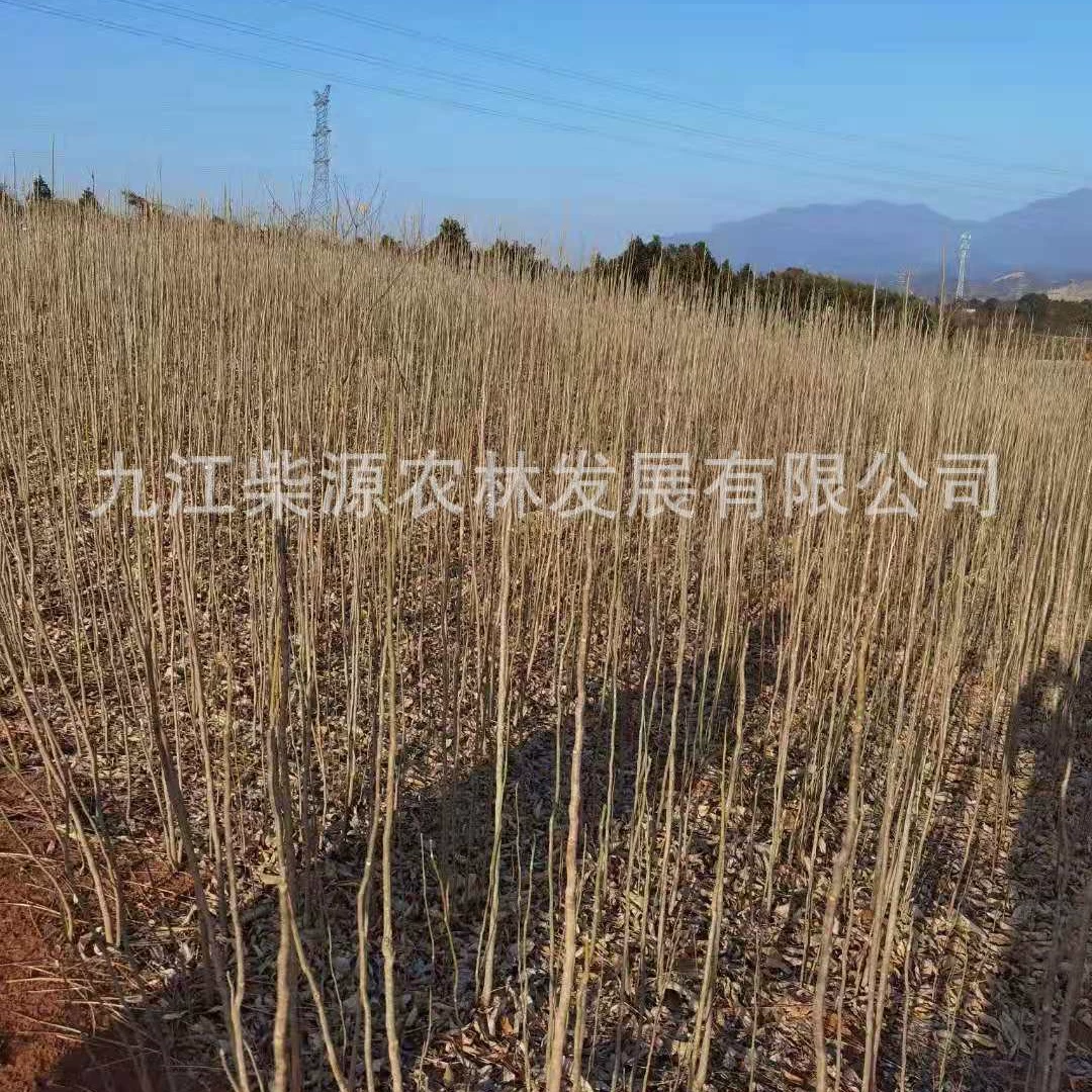 [Самостоятельное производство и продажа] Рассада магнолии Конциннатус 5cm Магнолия 10cm Магнолия Цзянси Рассада магнолии