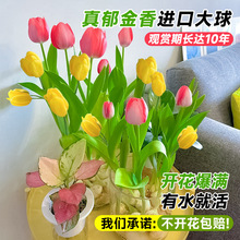 郁金香种球水培植物好养活室内郁金香种子盆栽土培花苗水仙花卉